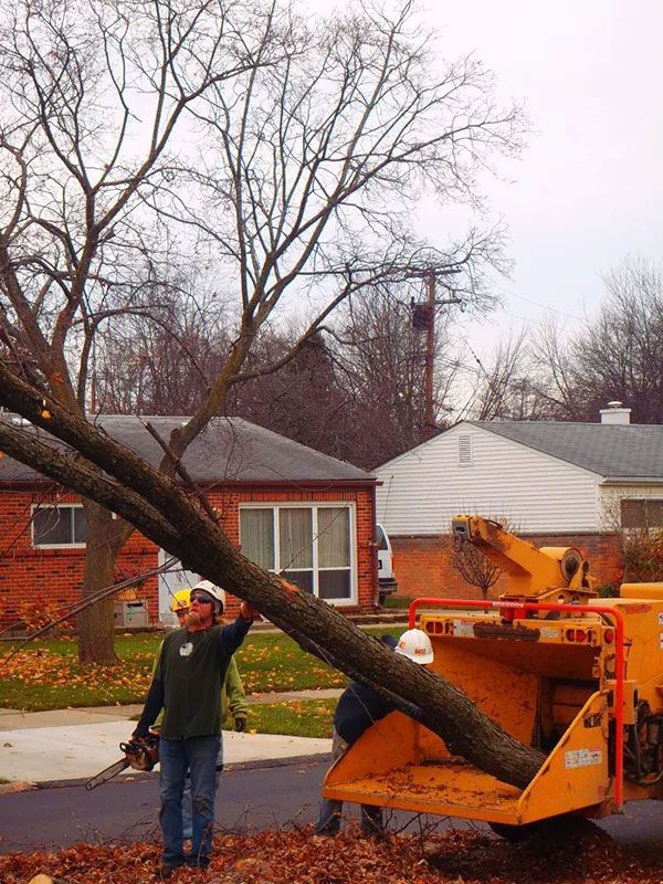 Tree Removal Service
