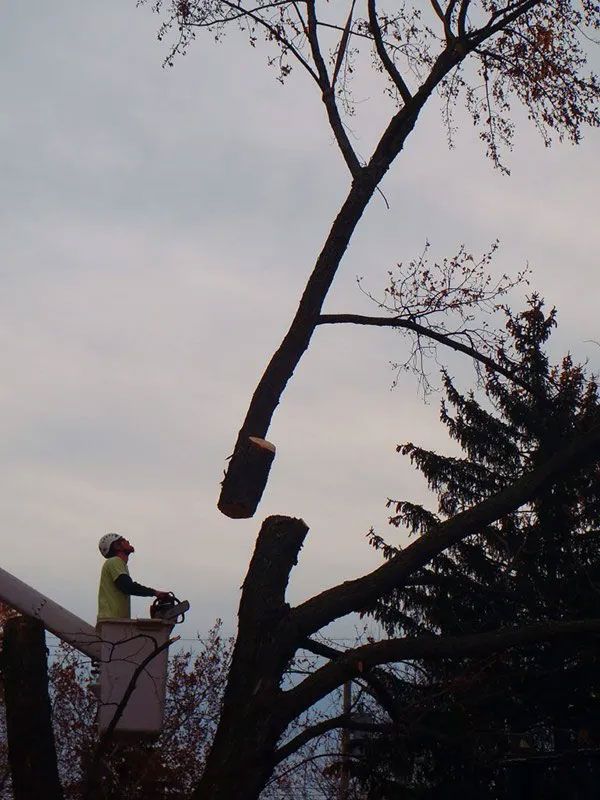 Tree Removal Service