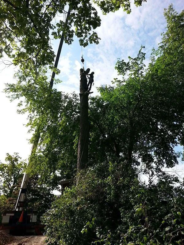 Tree Trimming and Pruning