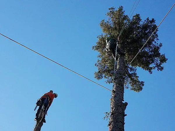 Tree Trimming and Pruning