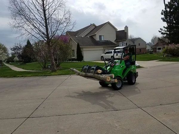 Tree Trimming and Pruning