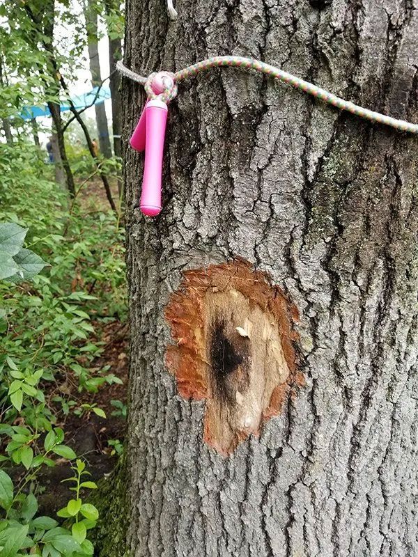 Tree Trimming and Pruning