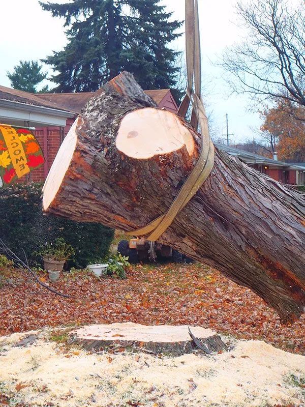 Tree Removal Service