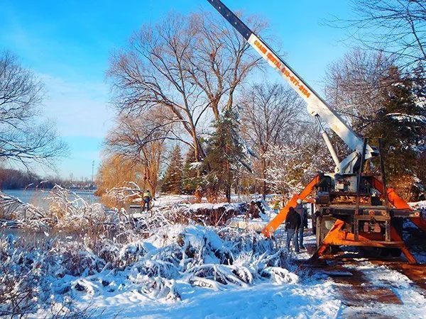 Tree Trimming and Pruning