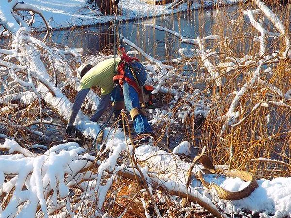 Tree Removal Service