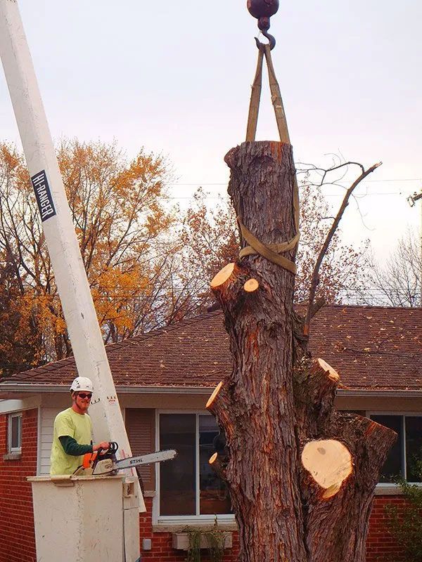 Tree Removal Service
