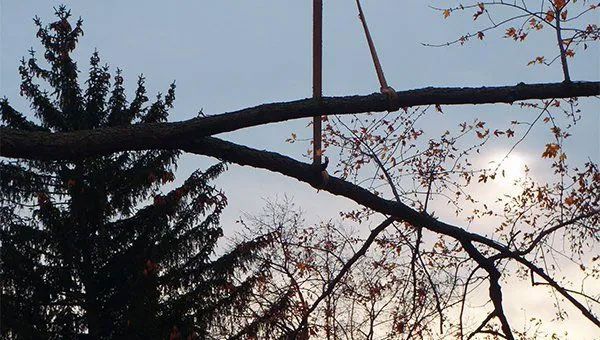 Tree Trimming and Pruning