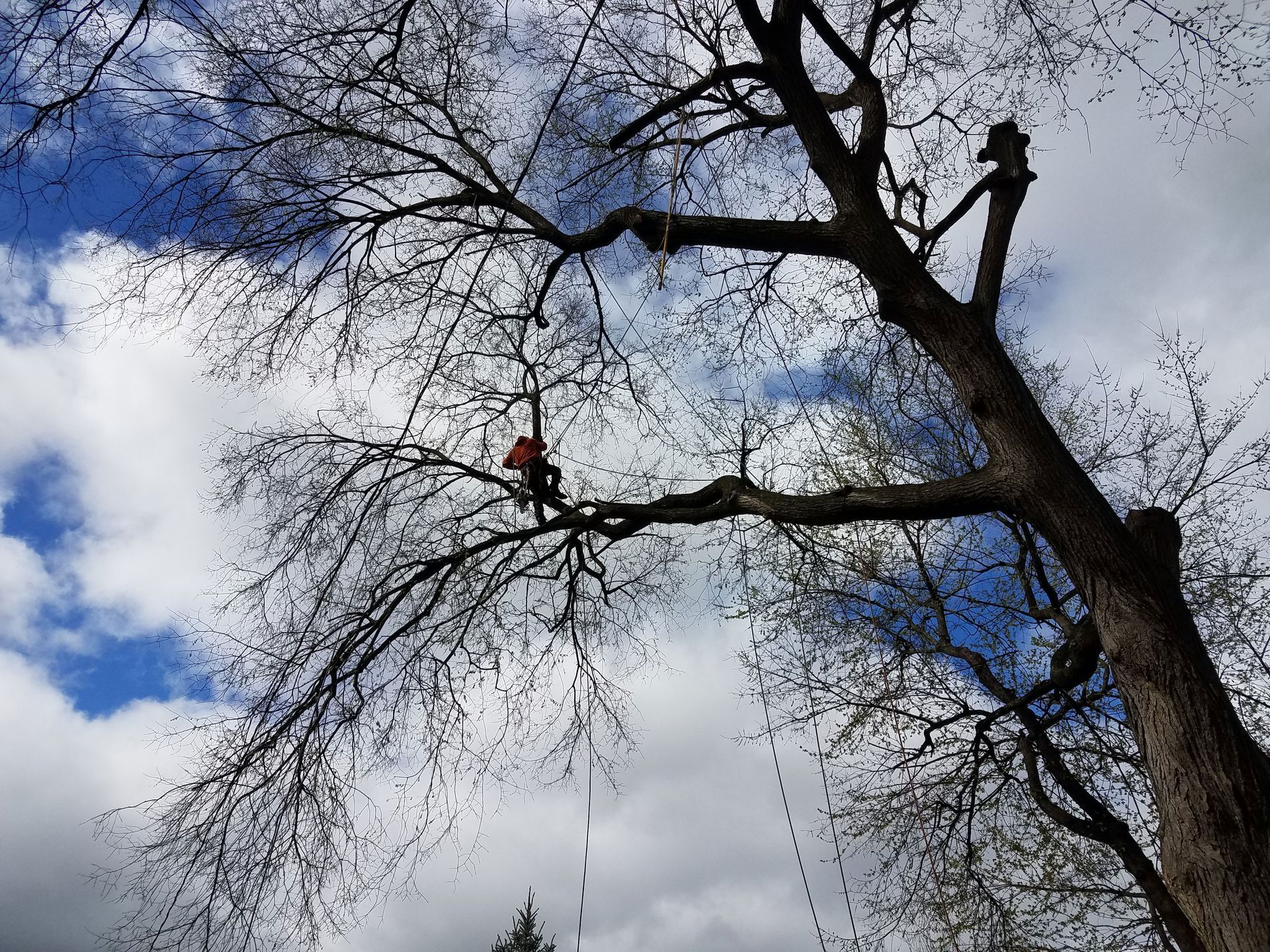 Tree Trimming and Pruning