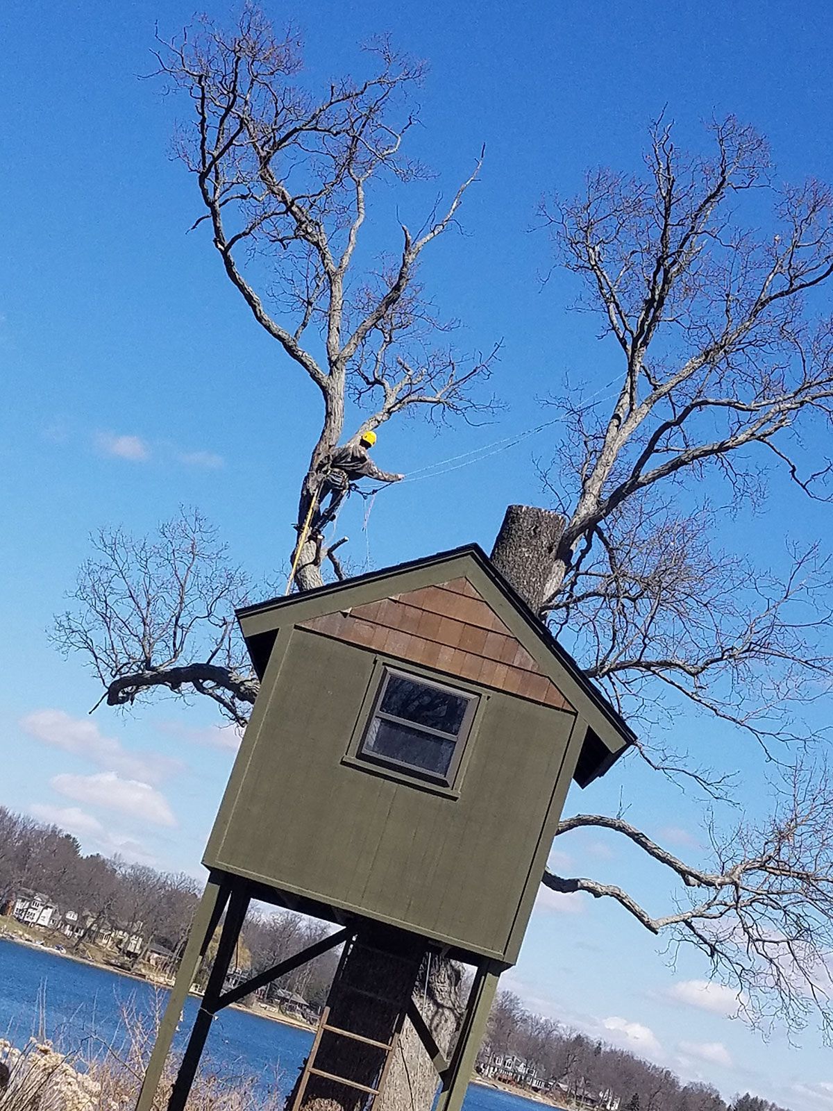 Tree Trimming and Pruning