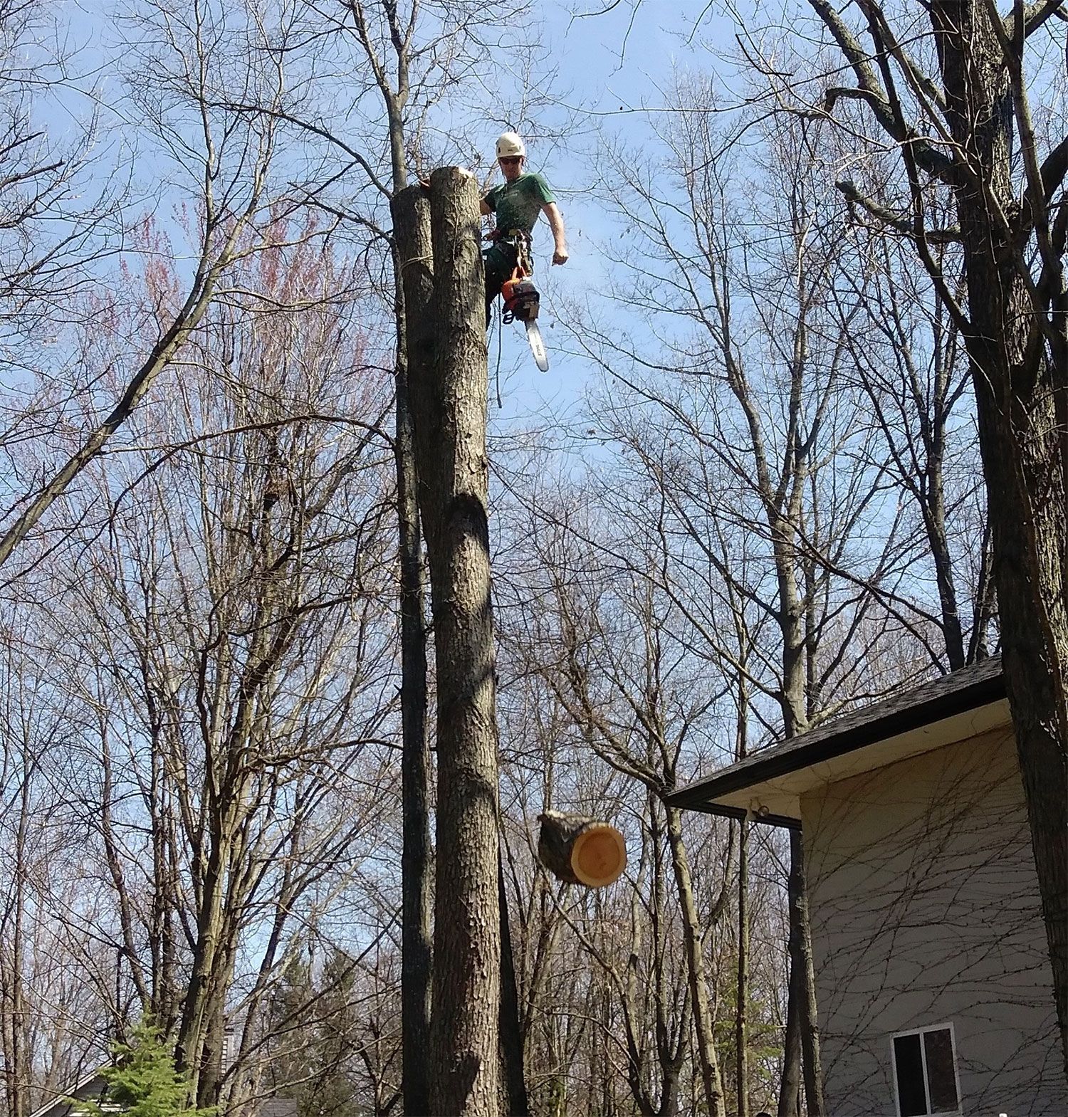 Tree Trimming and Pruning