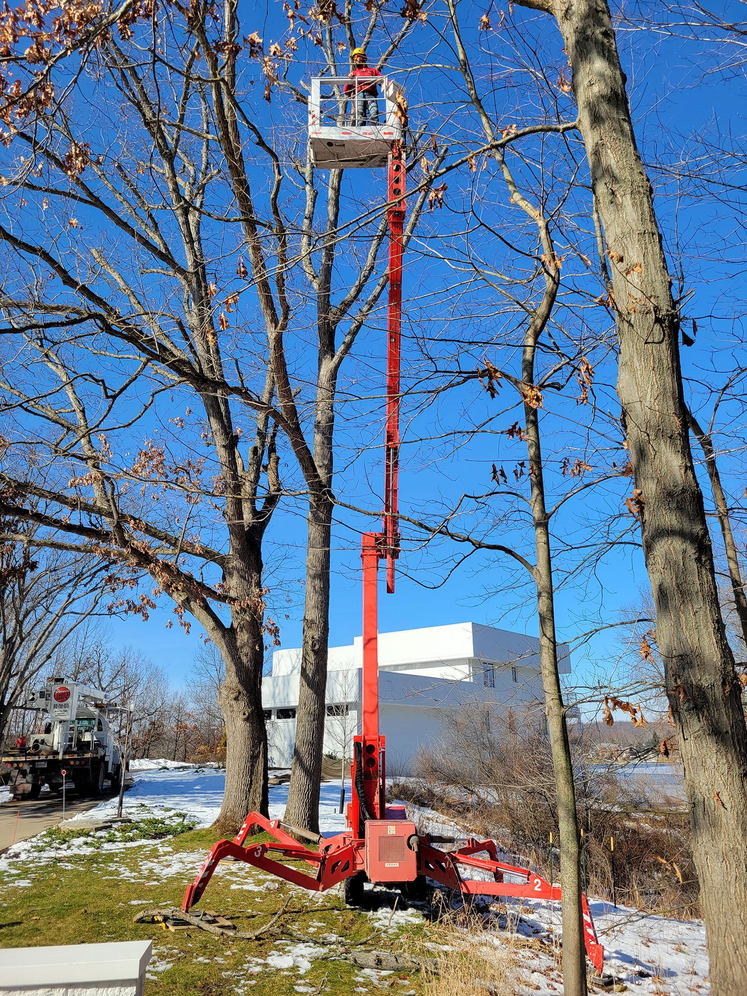 Tree Trimming and Pruning