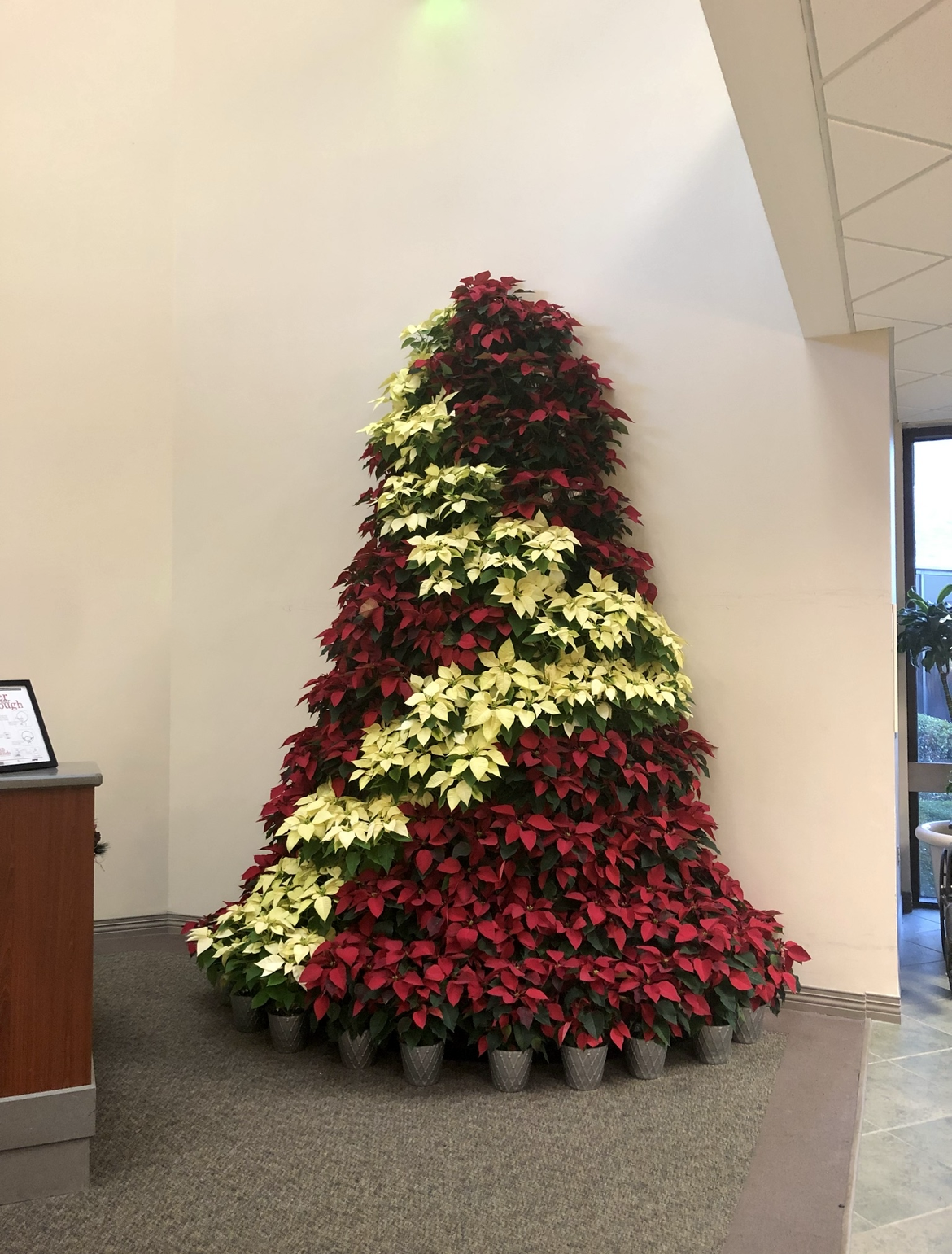 A christmas tree made of red and white poinsettia flowers