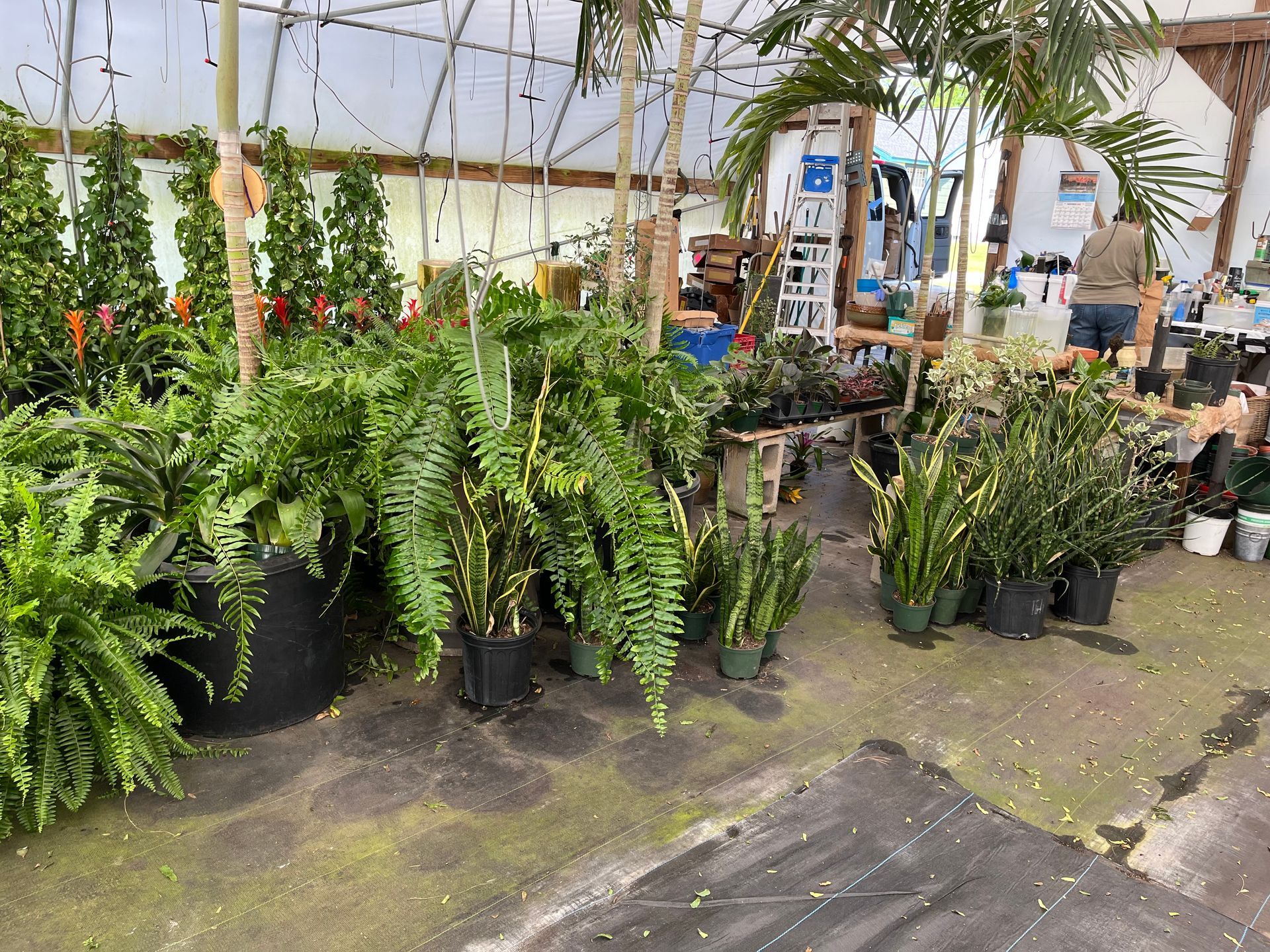 A greenhouse filled with lots of potted plants.