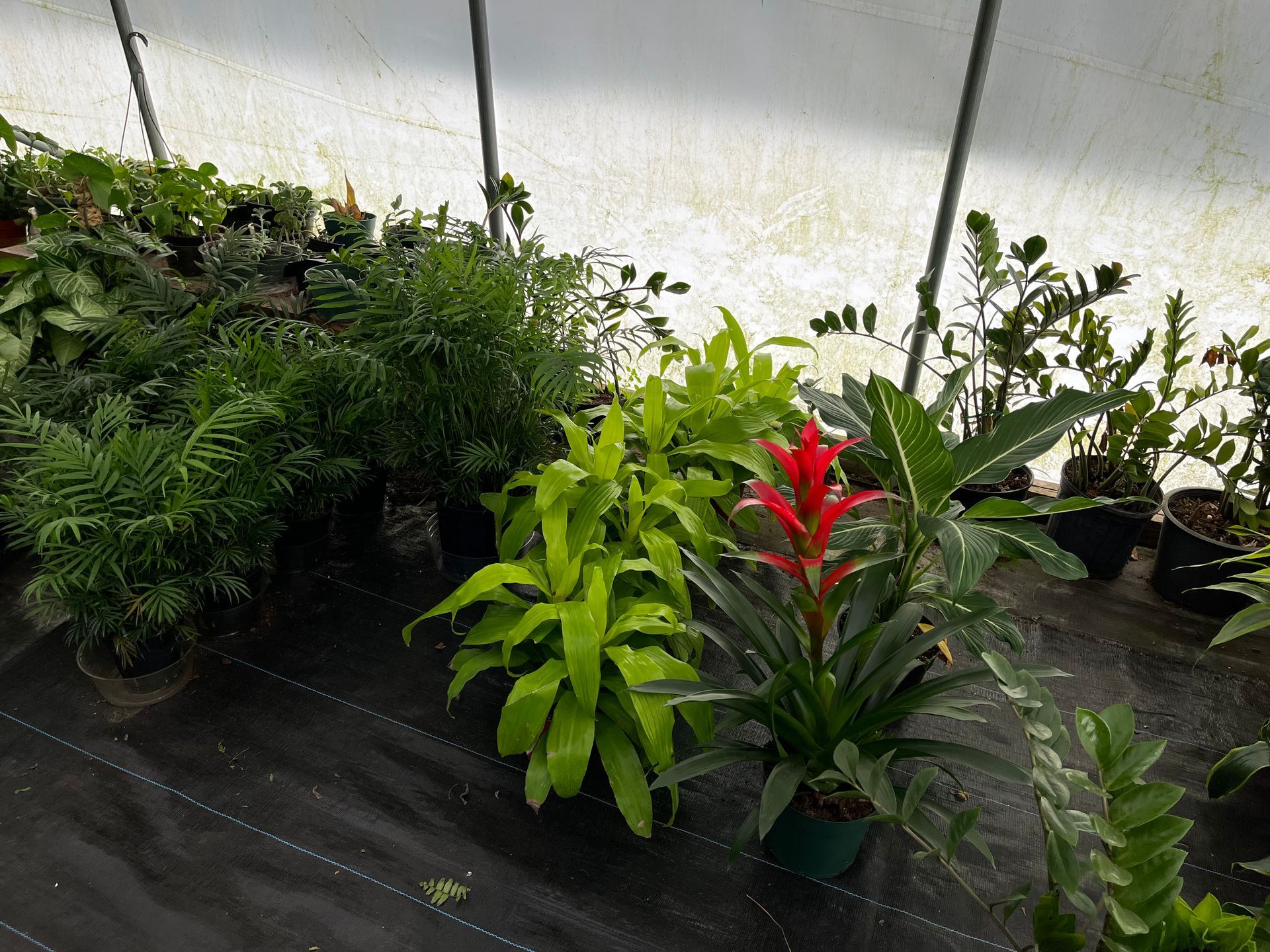 A greenhouse filled with lots of potted plants and flowers.