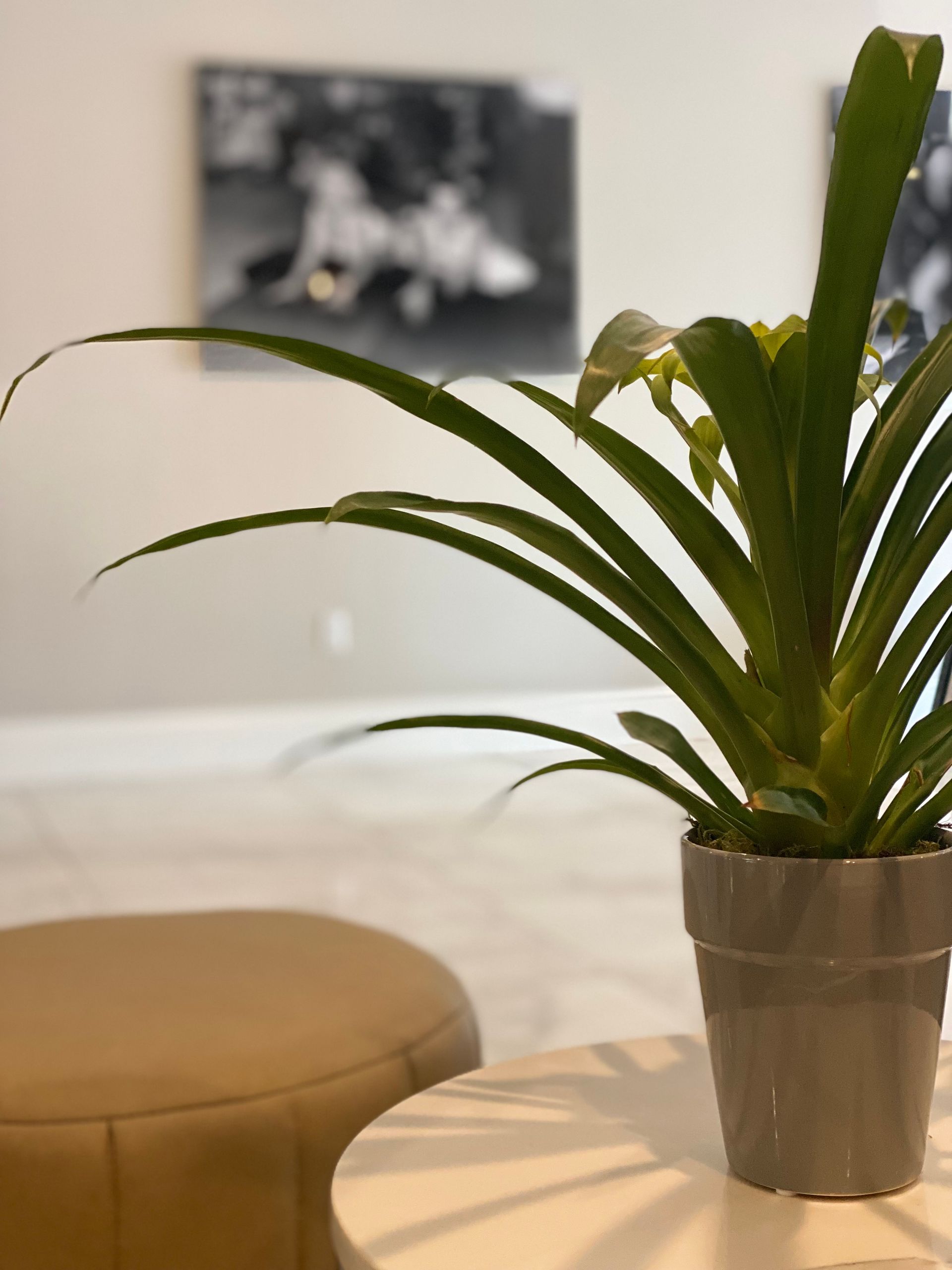 A potted plant is sitting on a table in a living room.