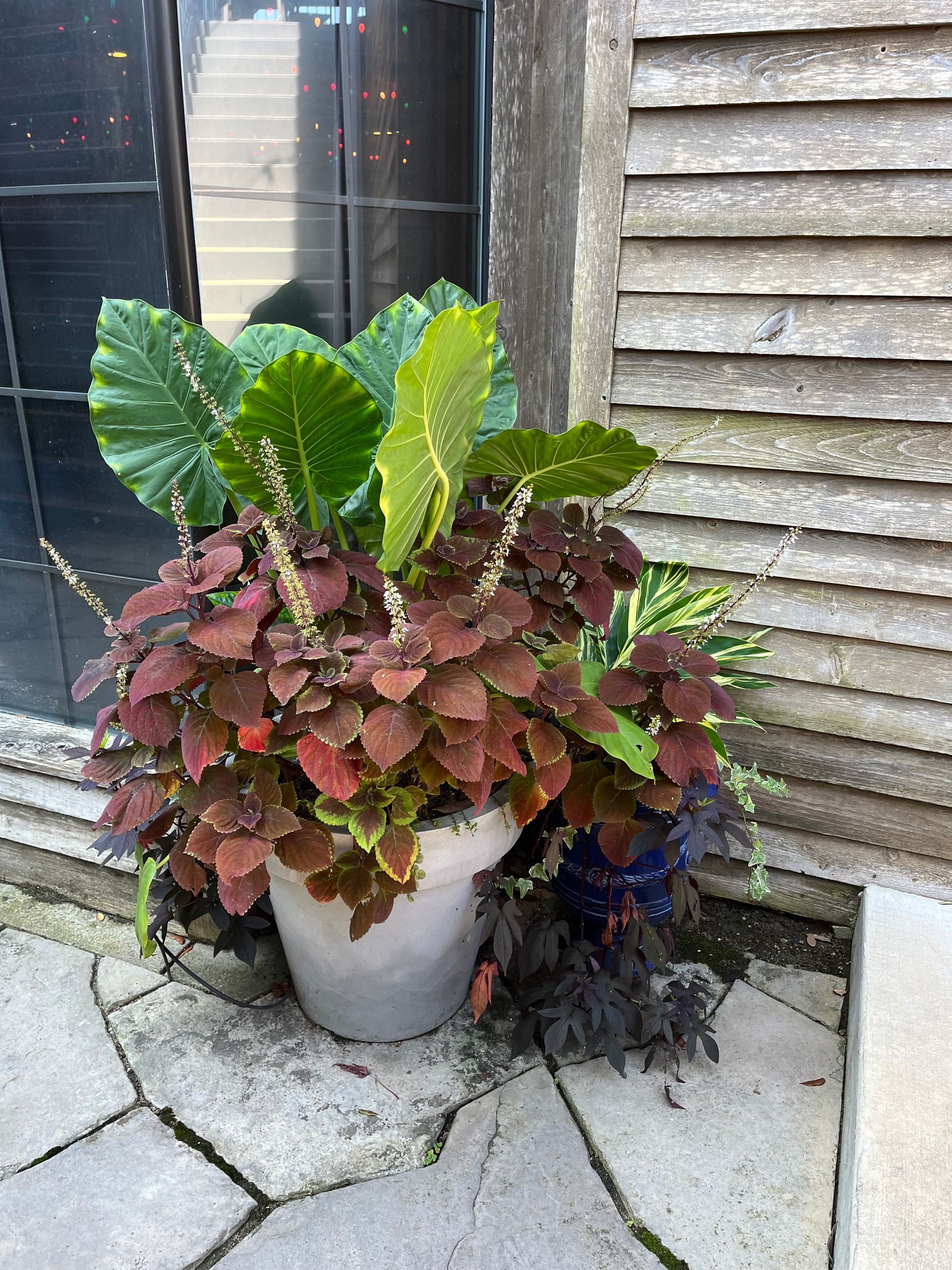 A potted plant is sitting on a sidewalk next to a window.
