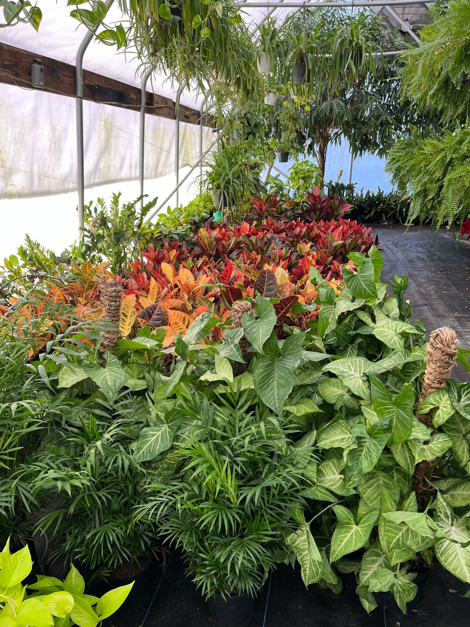 A greenhouse filled with lots of plants and flowers.