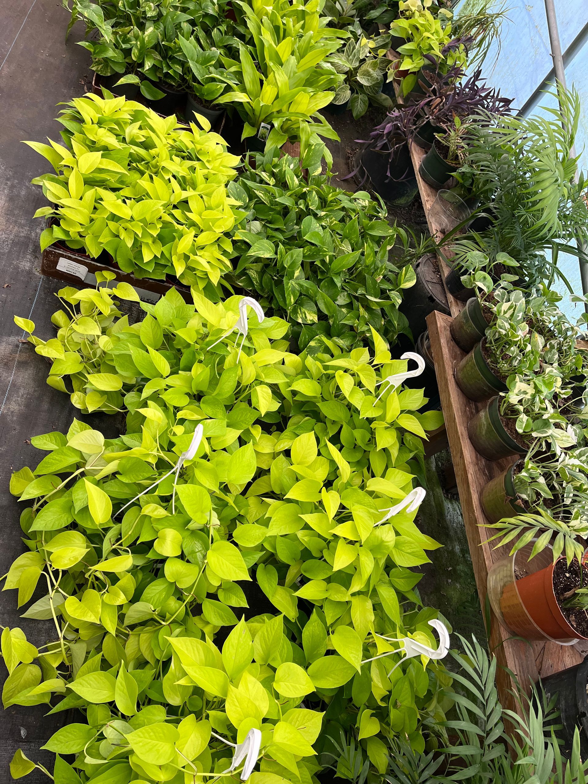A bunch of green plants are sitting on top of each other on a table.