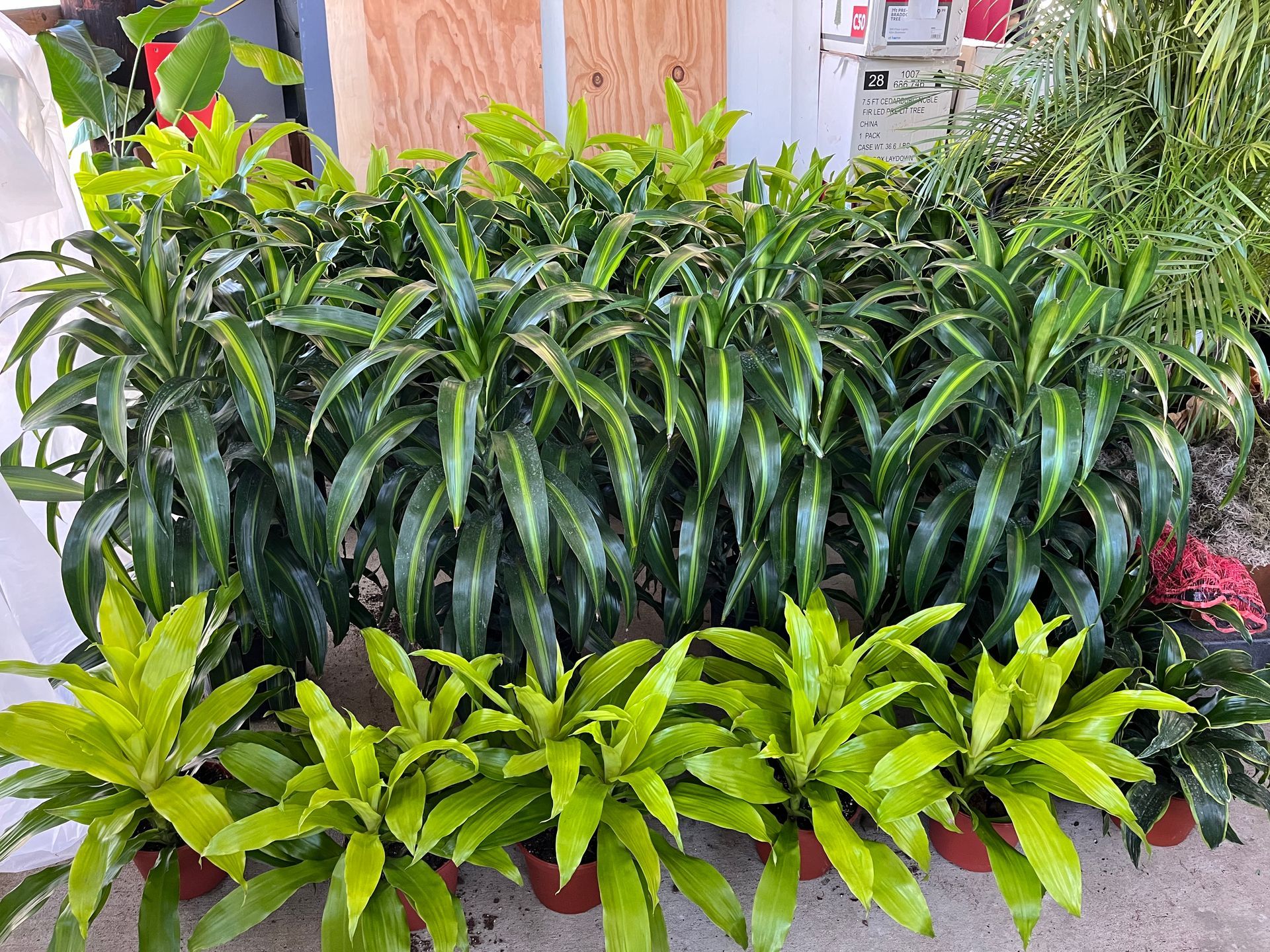 A bunch of potted plants are sitting on the ground.