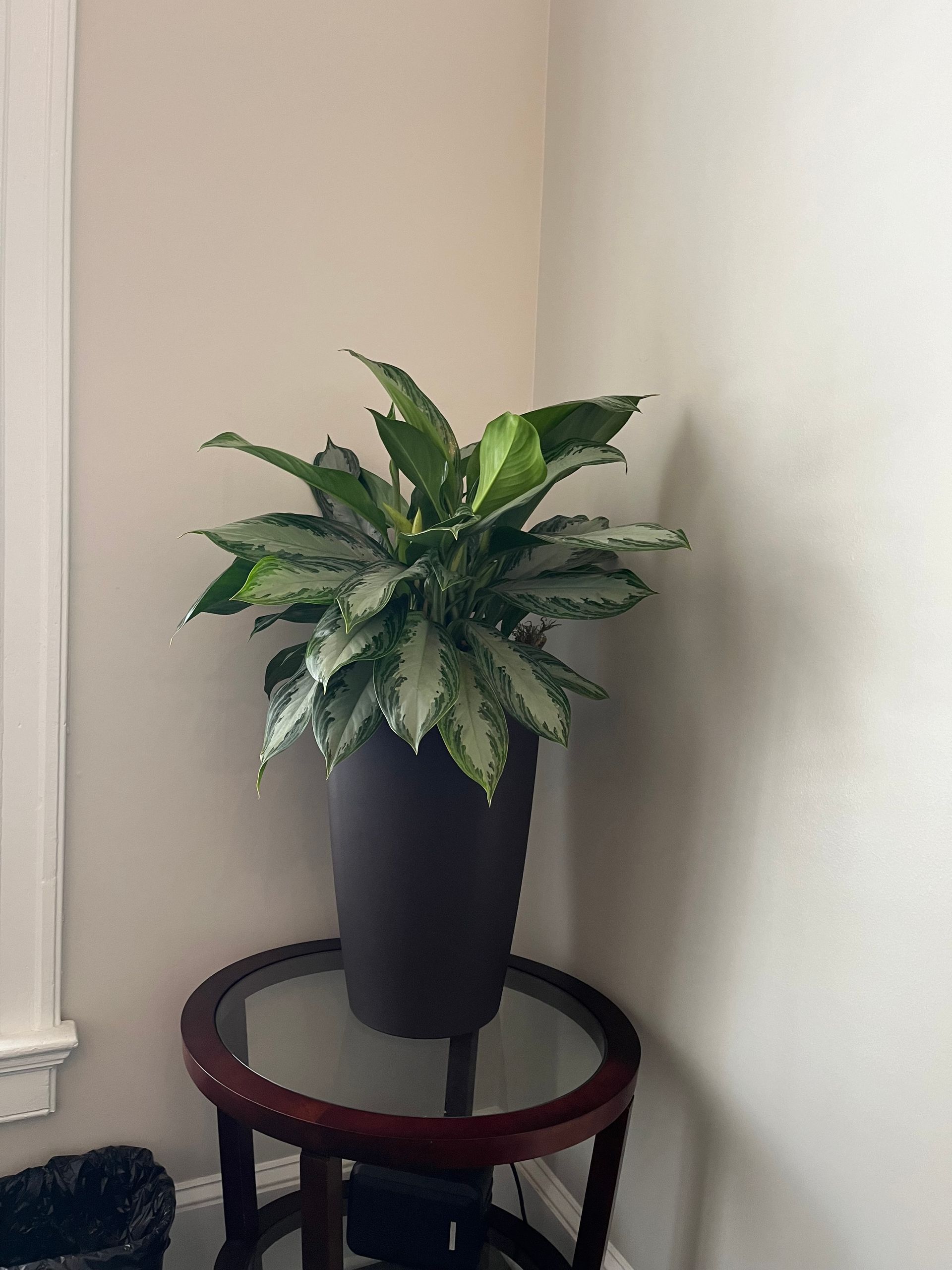 A potted plant is sitting on a glass table in the corner of a room.