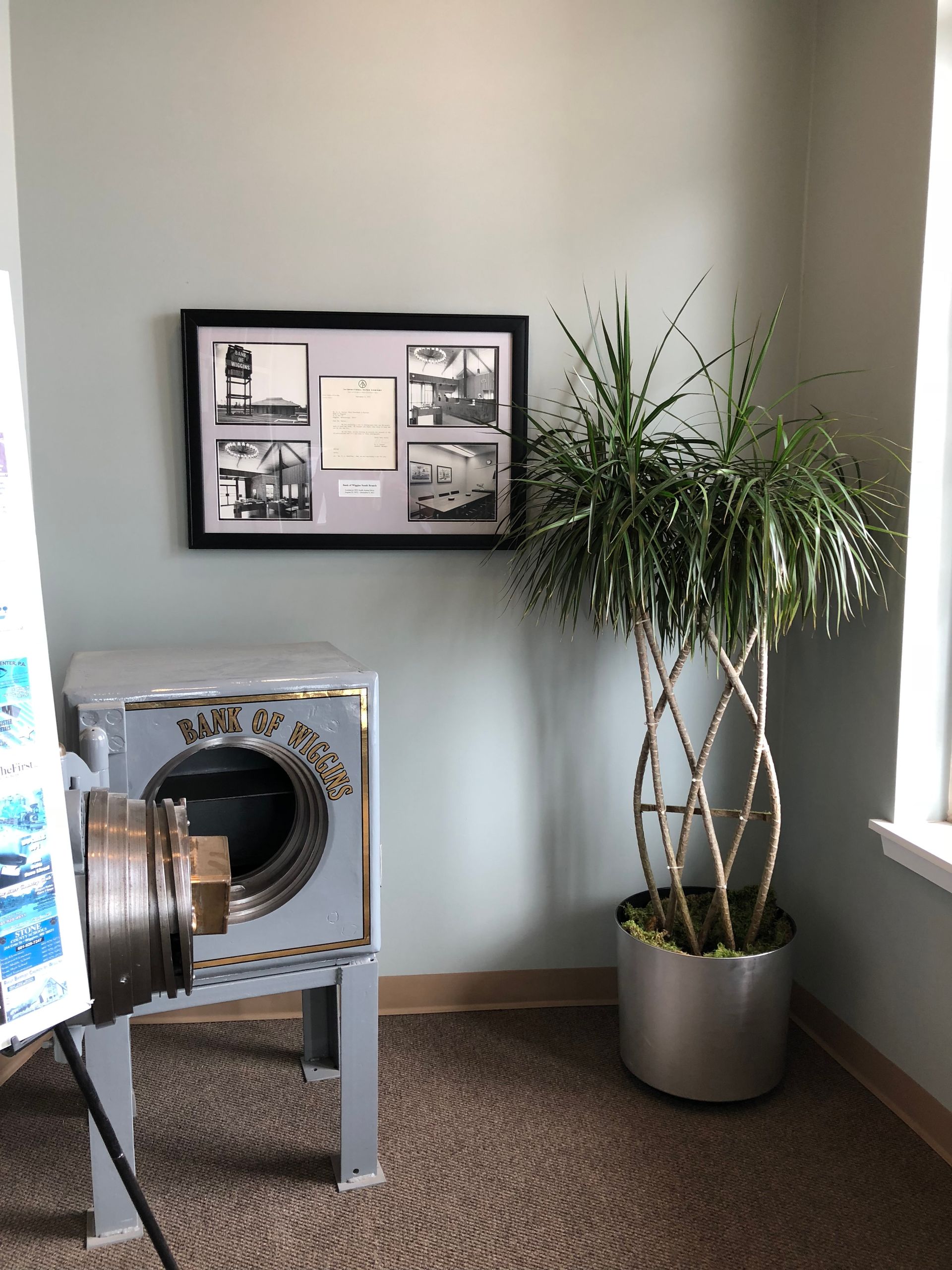 A room with a washing machine and a potted plant