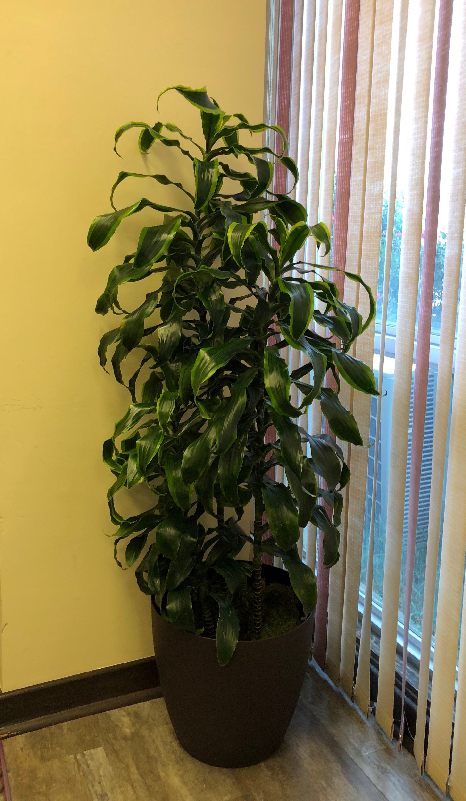 A large potted plant is sitting in front of a window with vertical blinds.