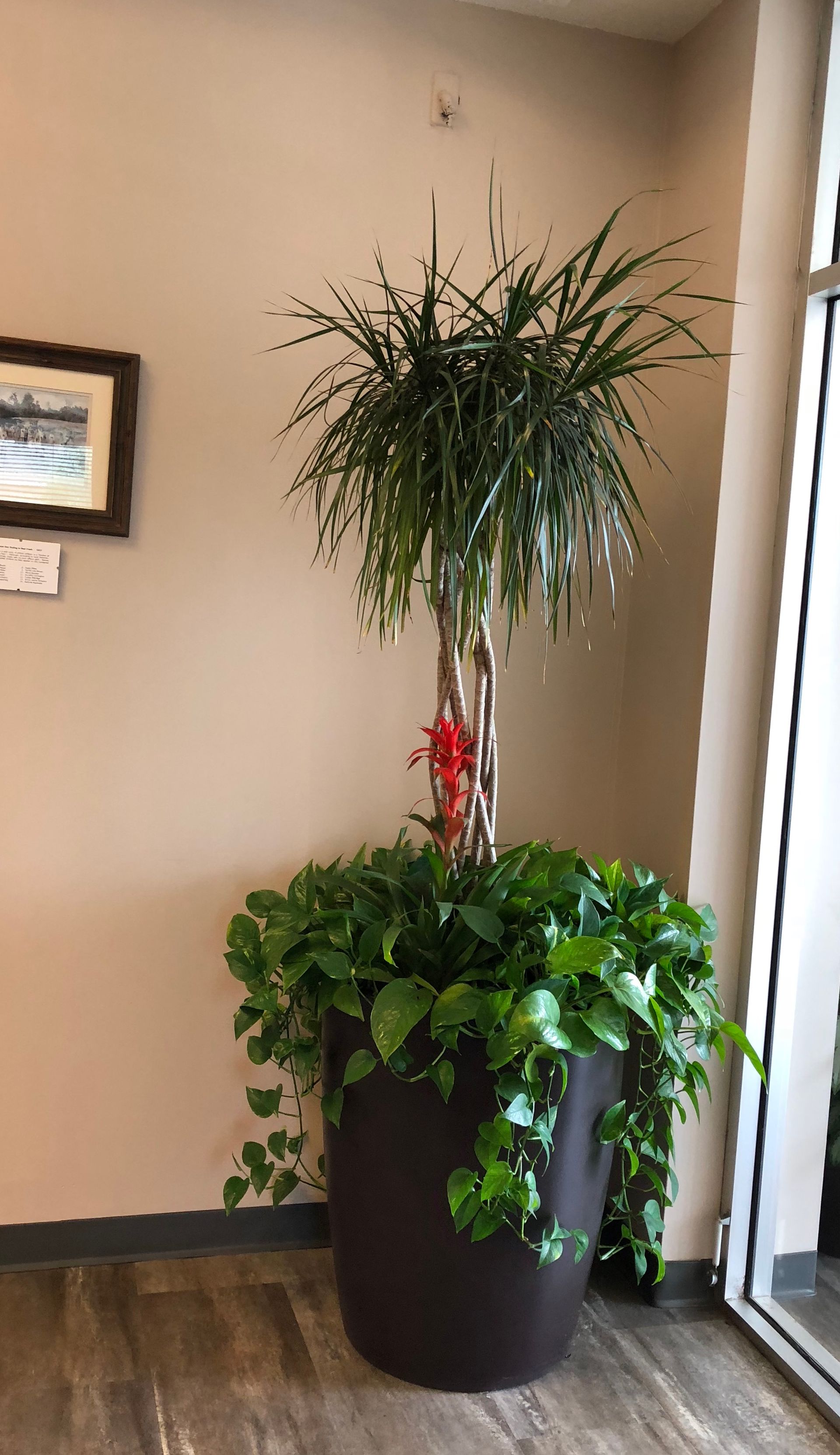 A large potted plant is sitting in a corner of a room next to a window.
