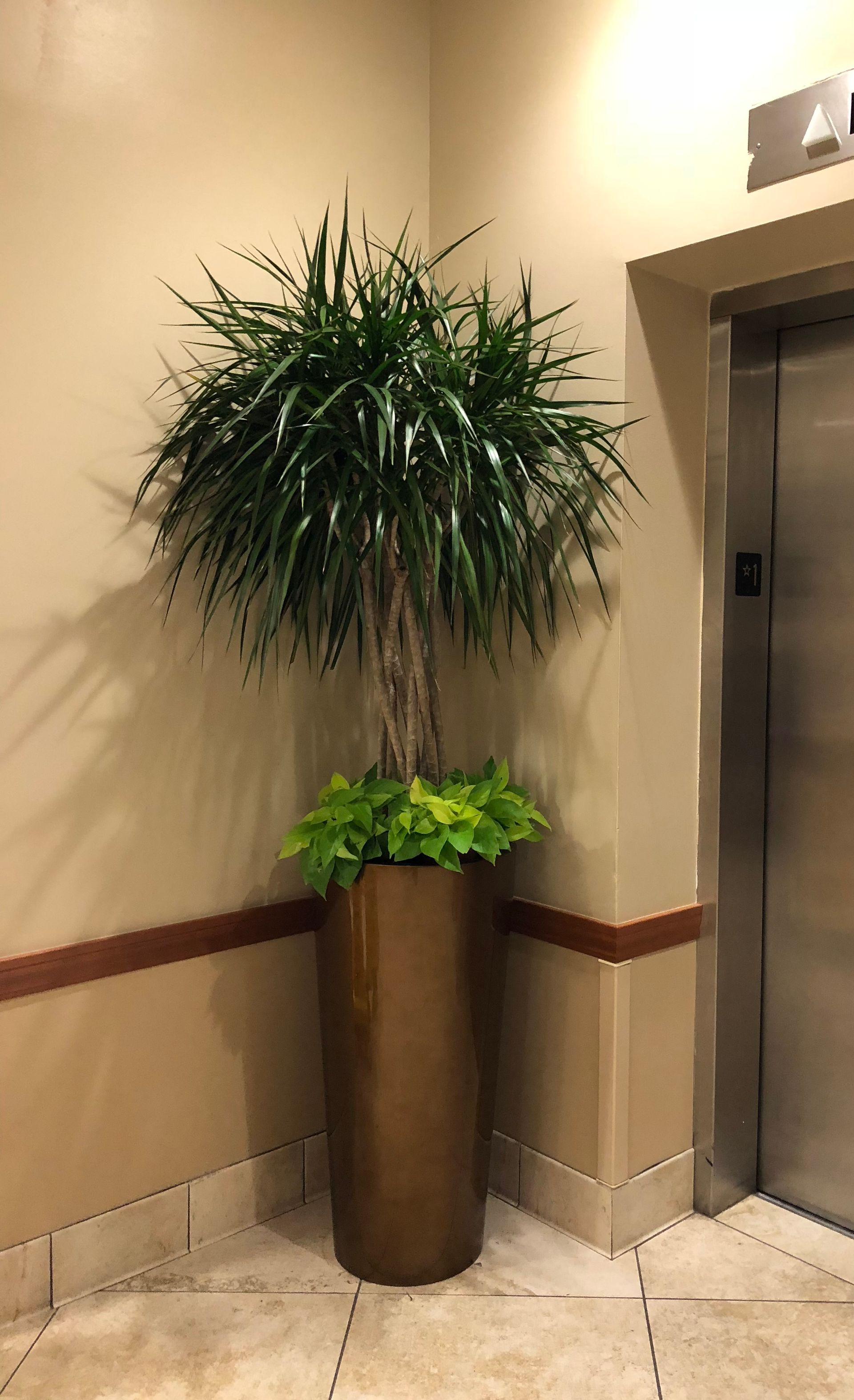 A large potted plant is sitting in the corner of a hallway next to an elevator.