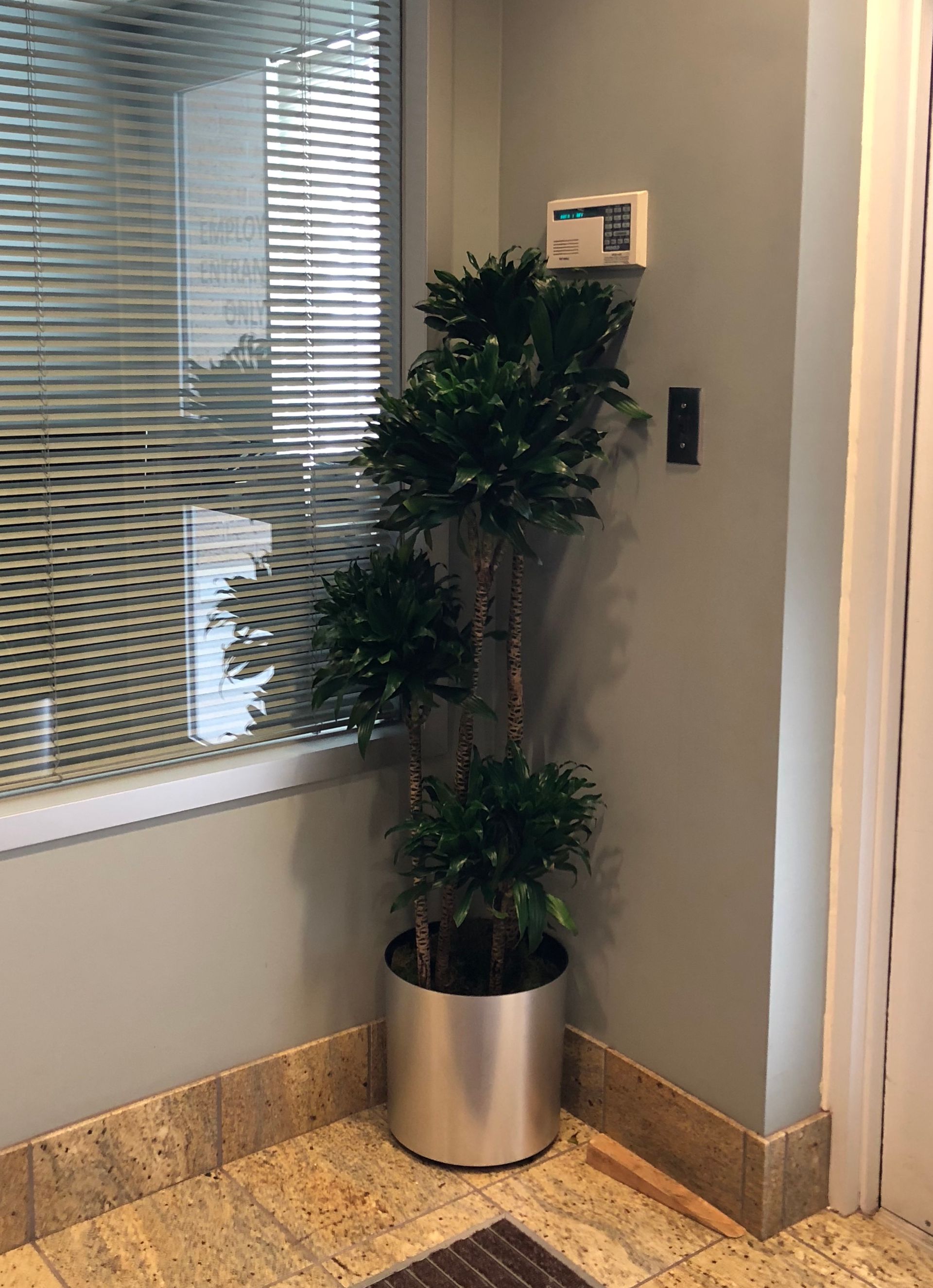 A potted plant is sitting in the corner of a room next to a window.