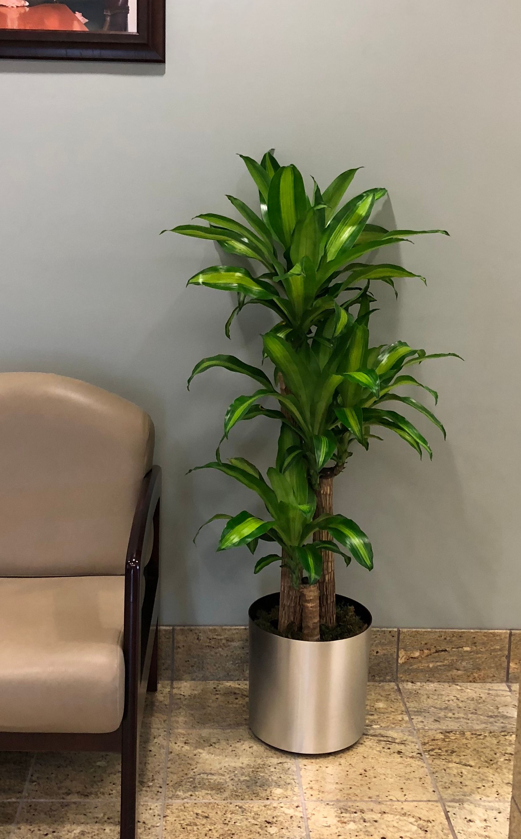 A large potted plant is sitting next to a chair in a waiting room.