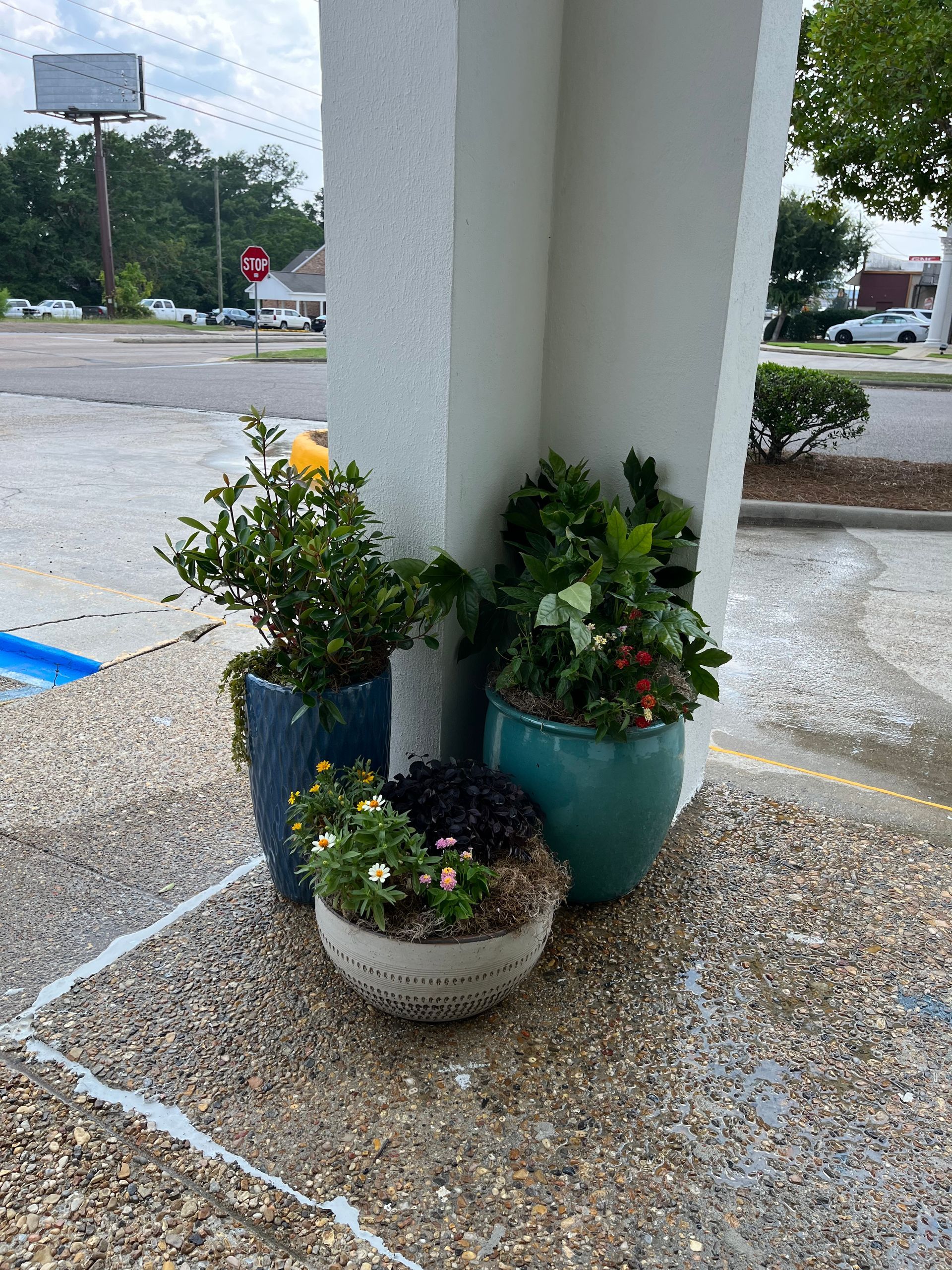 A group of potted plants are sitting on a sidewalk in front of a building.