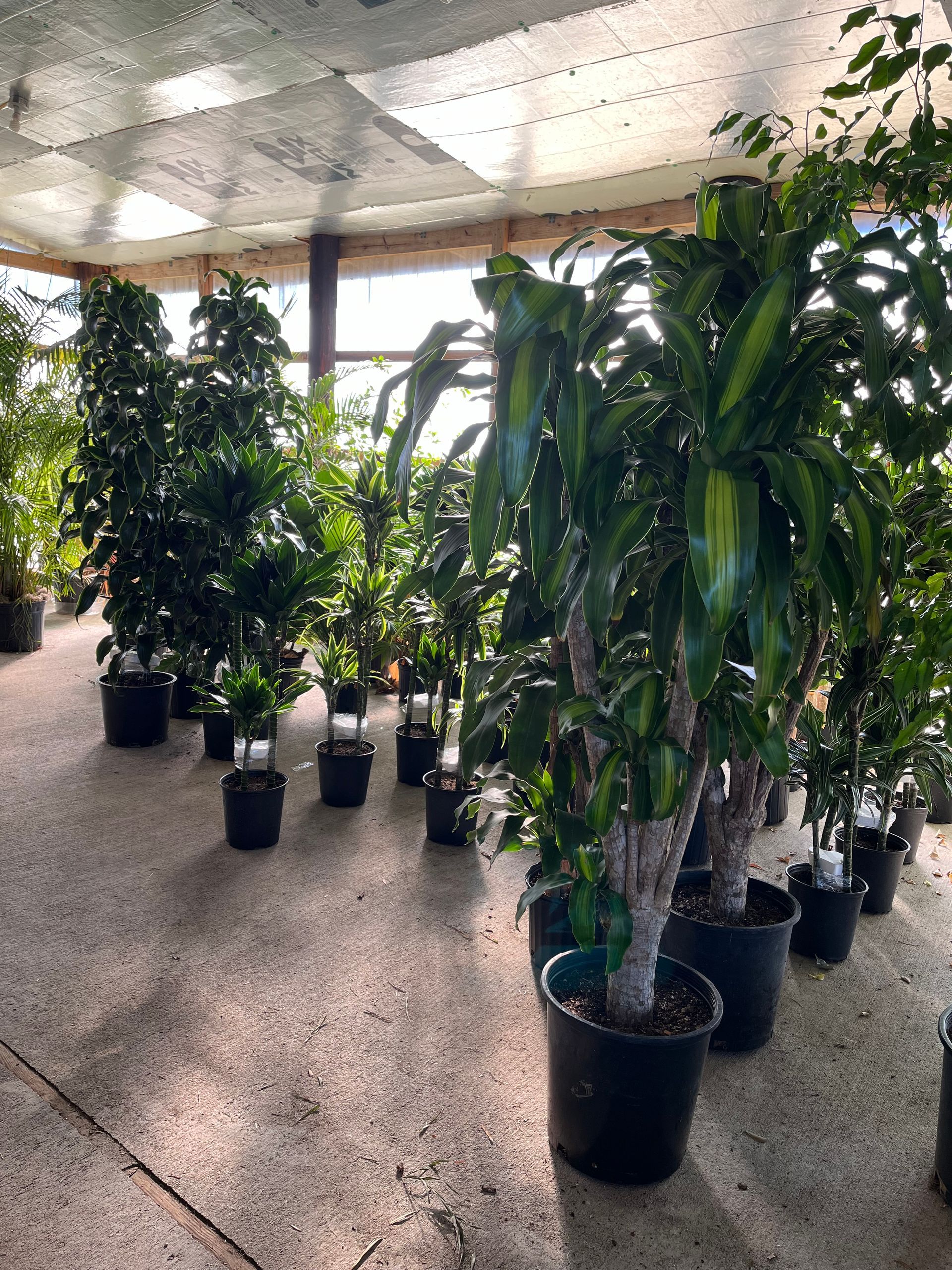 A room filled with lots of potted plants.
