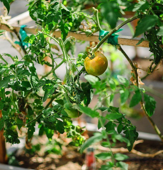 Beautiful tomato plant