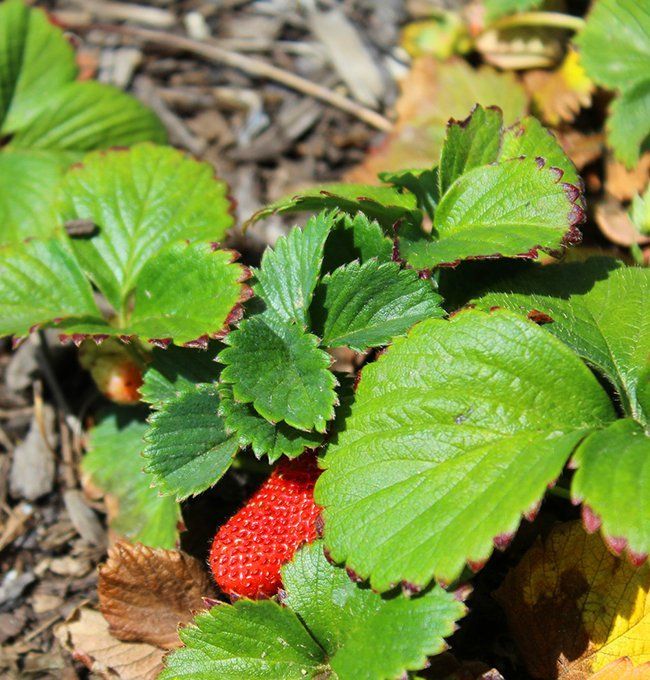 Beautiful strawberry plant