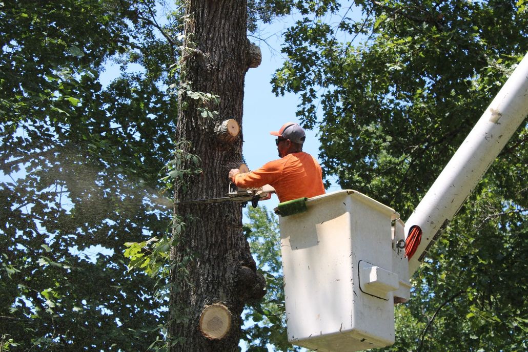 Worker in an orange shirt trimming a tree from a white bucket lift amid green foliage.