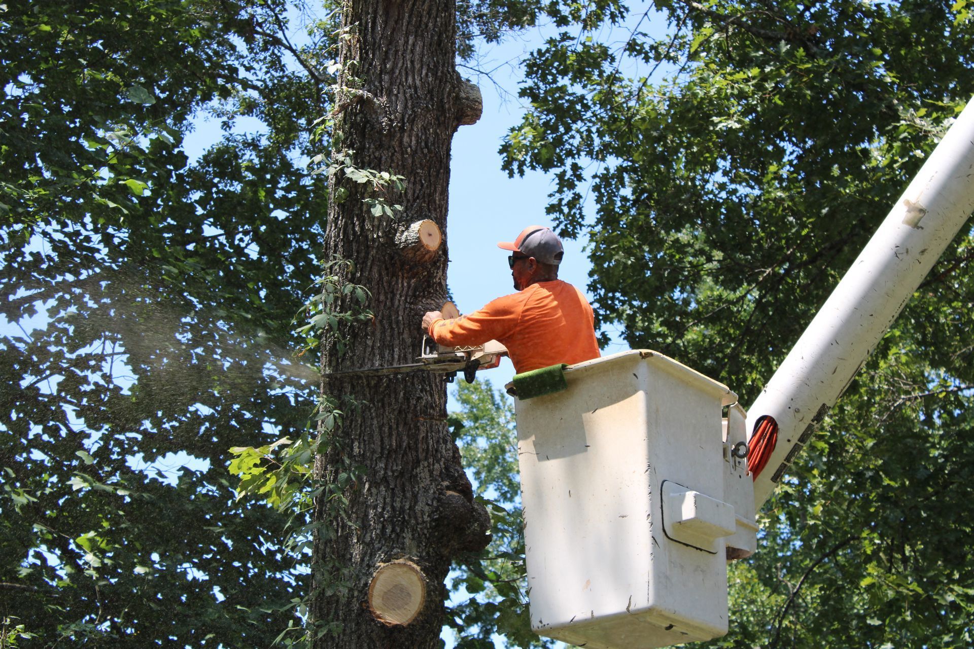 Worker in an orange shirt trimming a tree from a white bucket lift amid green foliage.