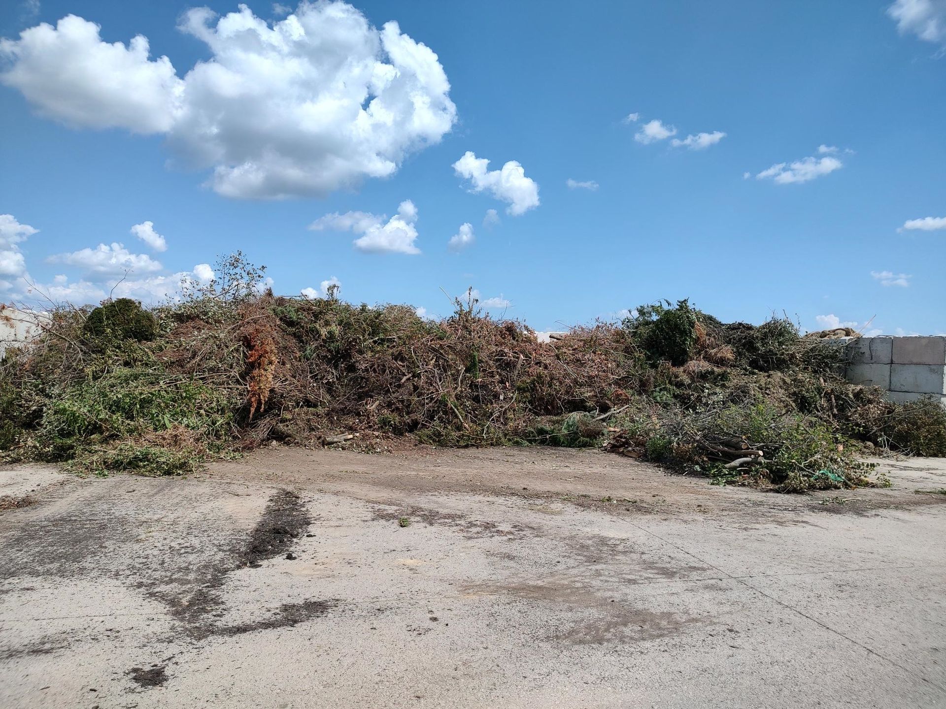 A pile of brown and green brush sits on a sandy ground under a blue sky with clouds.