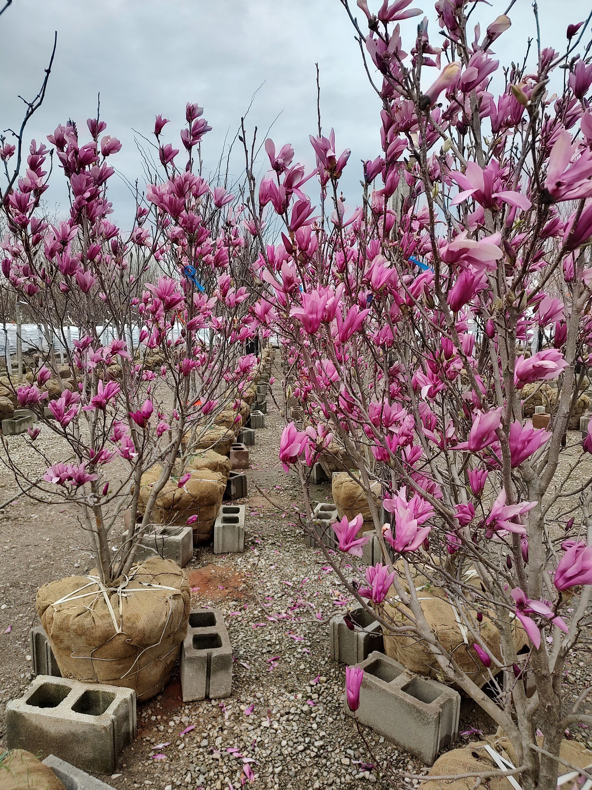 Rows of blooming pink magnolia trees at a nursery, with burlap-wrapped root balls.