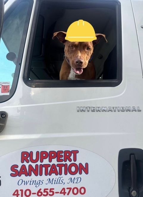 A brown dog wearing a yellow hard hat is looking out the window of a Ruppert Sanitation Truck