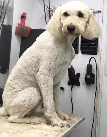 Pampered pooches mobile dog hot sale grooming