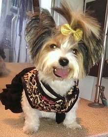 Cute dog wearing clothes