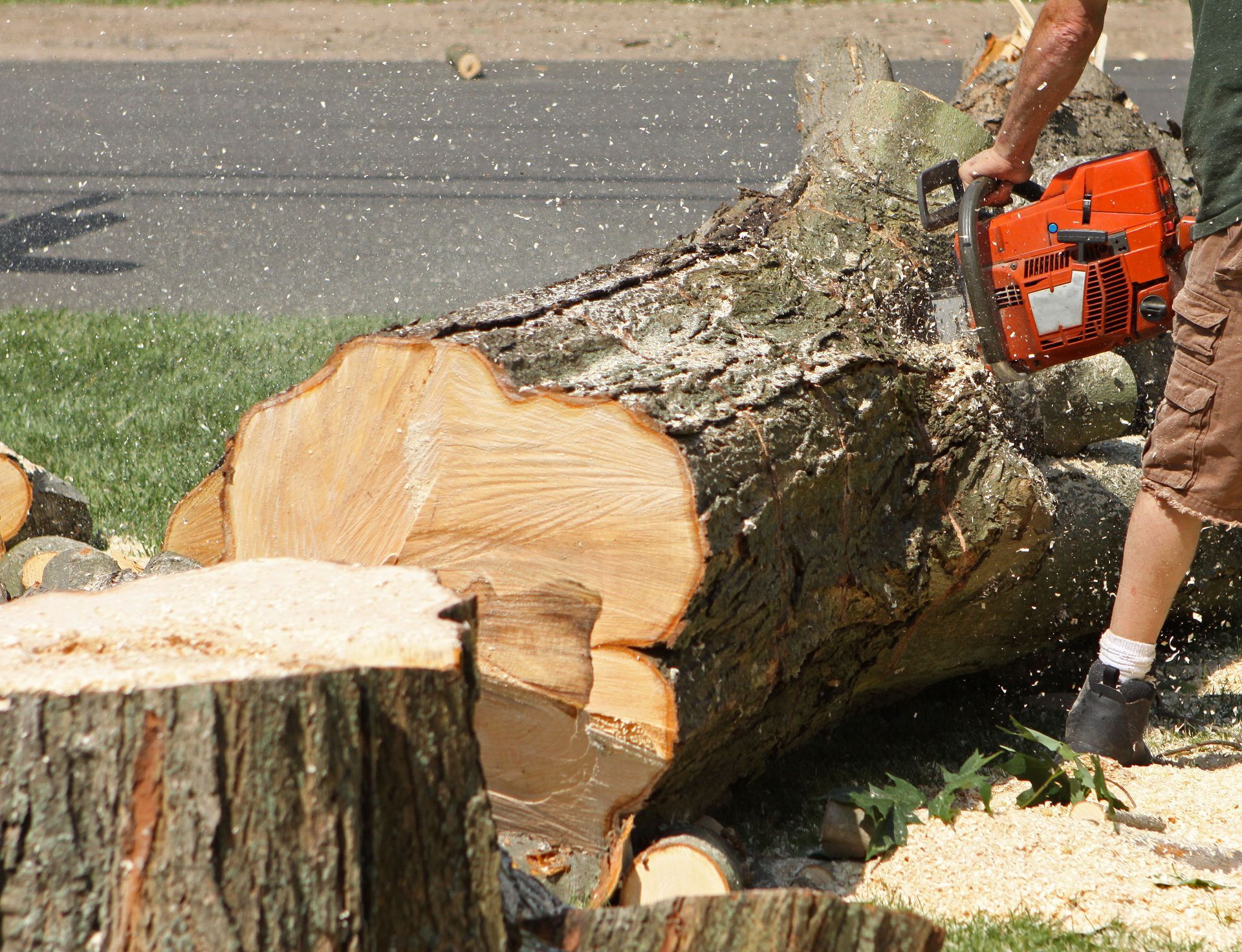 tree removal services