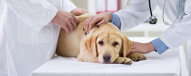 The Best Pet Health & Care Advice from Real Vets