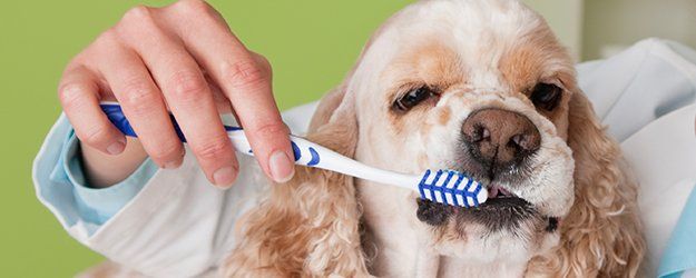 Pet dental service