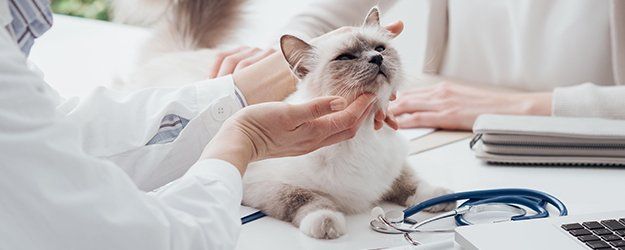 Pet diagnostic health service