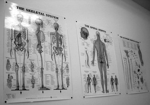 Black-and-white anatomy posters on a wall, including skeletal and muscular body system charts.