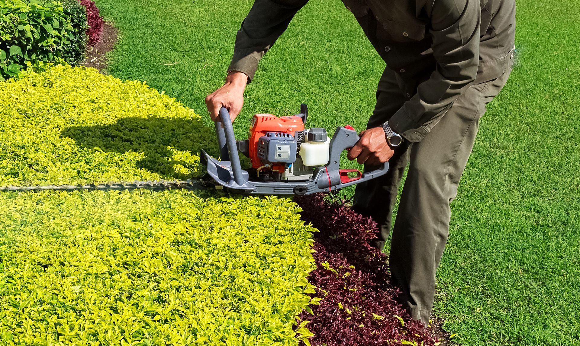Person trimming a hedge with a gas-powered hedge trimmer beside bright green and red shrubs.