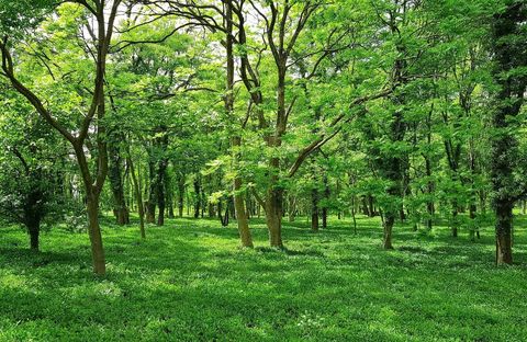 Lush green forest with tall trees and dense grass under bright daylight