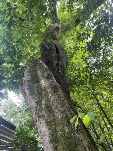 Tall tree trunk covered in vines and moss beneath a green leafy canopy, viewed from below