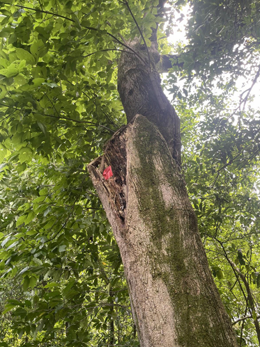 A tall tree trunk with dense green leaves overhead and a small red object attached to the bark.
